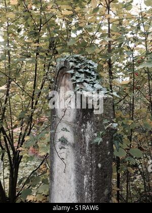 Vecchia lastra tombale coperta di edera Foto Stock