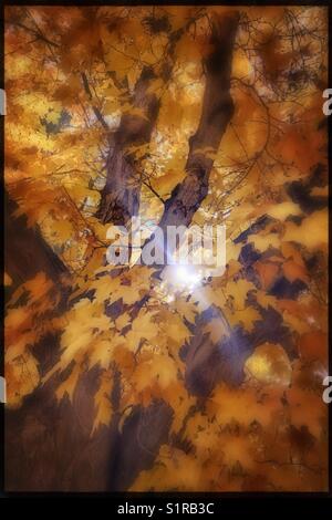 Brillante albero d'acero autunnale retroilluminato con scoppio del sole e bagliore attraverso i rami. Foto Stock