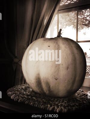 Un gigante di zucca bianco decora gli interni di una casa ed è visibile attraverso il vetro dall'esterno. Foto Stock