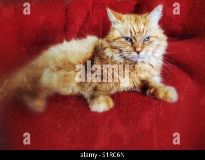 Ritratto di un gatto tabby arancione dai capelli semi lunghi sul divano rosso Foto Stock