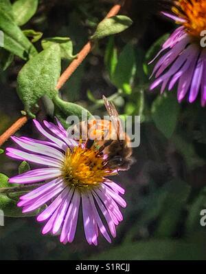 Un’ape del miele (Apis mellifera) raccoglie il polline da un fiore selvatico viola (Symphyotrichum carolinianum) Foto Stock