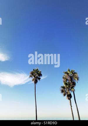 Tre alberi di palma in una limpida giornata di sole. Manhattan Beach, California USA. Foto Stock