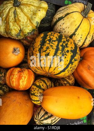 Zucche per la vendita al Mercato di Portobello Road a Londra in Inghilterra Foto Stock