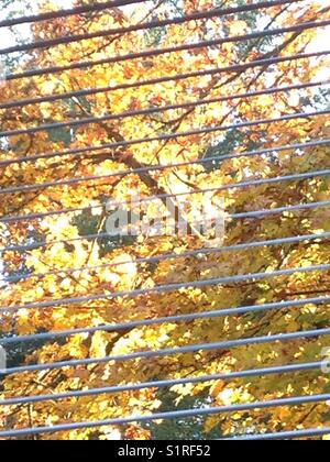 Un autunno vista da una finestra Foto Stock
