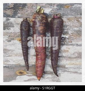 carote viola Foto Stock