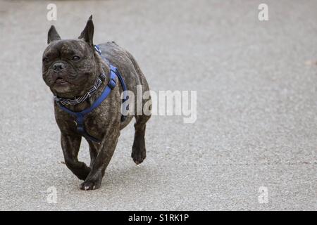 Piccolo grigio bulldog francese in esecuzione e isolate su un sfondo di calcestruzzo. Foto Stock