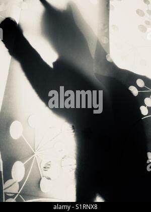 Silhouette di gatto dietro i pannelli a tendina nella finestra soleggiata che crea un'impressione frammentata. Foto Stock