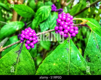 Callicarpa bodinieri var. giraldi ‘profusione’. Foto Stock