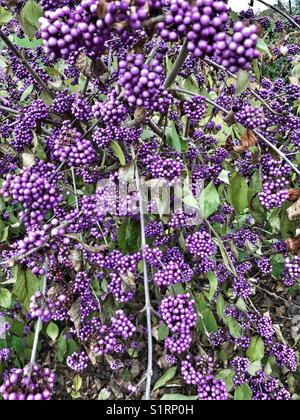 Callicarpa bodinieri var. giraldi ‘profusione’. Foto Stock