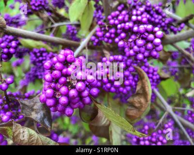 Callicarpa bodinieri var. giraldi ‘profusione’. Foto Stock