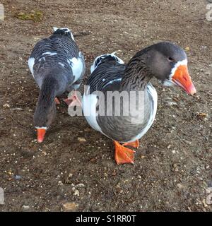 Oche della Pomerania. Foto Stock
