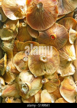 I funghi in vendita. zafferano latte cap. lactarius deliciosus. Foto Stock