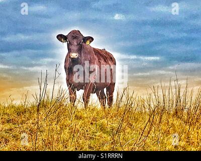 Red Poll Bovini, Suffolk, Inghilterra. Foto Stock