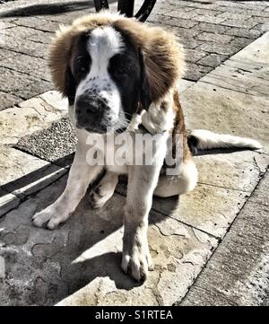 Carino fluffy dog sitter aspettando pazientemente per il suo proprietario. Foto Stock