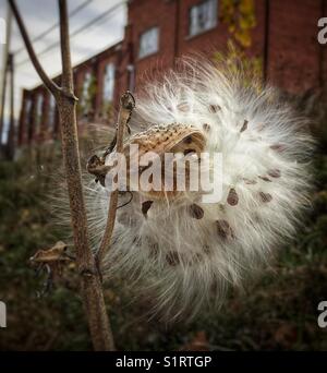 Baccello del Milkweed Foto Stock