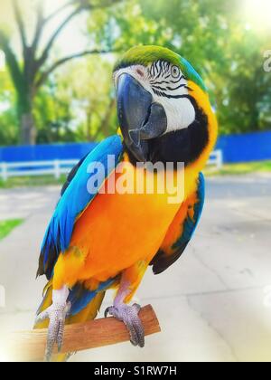 Questo è il mio 23 anno vecchio blu e oro macaw Foto Stock