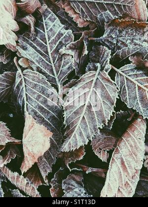 Frosty Foglie di autunno a terra Foto Stock