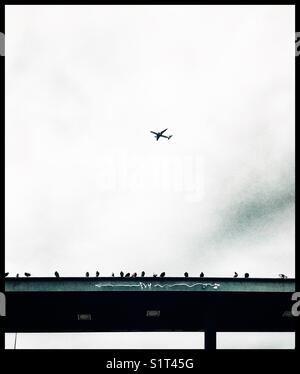 Piccioni e un aereo al di sopra di un "fly" graffiti Foto Stock