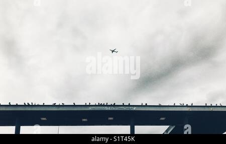 Piccioni e un aereo al di sopra di un "fly" graffiti Foto Stock