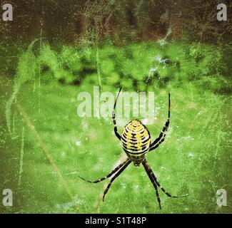 Grande nero, giallo e bianco giardino nastrati spider (argiope trifasciata) Foto Stock