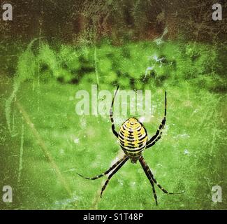 Grande ragno da giardino a bande nere, gialle e bianche (Argiope trifasciata) Foto Stock