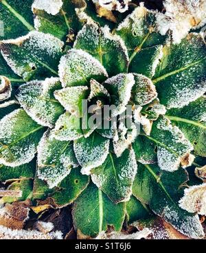 Melina congelata e ricoperta di gelo (Verbascum thapsus), erbaccia commestibile sul terreno in Ontario, Canada Foto Stock