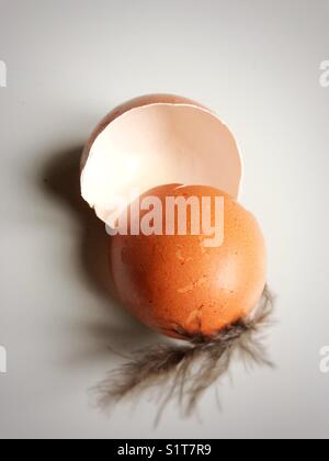 L'uovo di gallina si è aperto con una piuma attaccata. Foto Stock