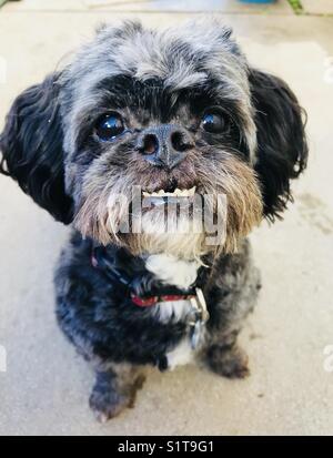 Un cane piccolo con un underbite. Foto Stock