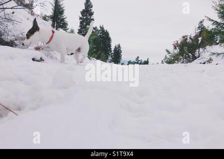 Jack Russell Terrier, curiosamente, controlla qualcosa sotto i rami di un arbusto in una giornata fredda e innevata. Foto Stock