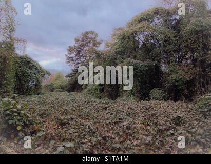 Paesaggio alieno - vigneti kudzu invadono il campo Foto Stock