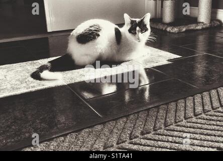 Immagine in bianco e nero di cat posa in una finestra sunbeam con la riflessione sulle piastrelle del pavimento Foto Stock