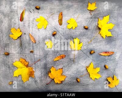 Giallo a secco di foglie autunnali e ghiande su sfondo graffiante Foto Stock