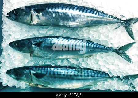 Pesce fresco su ghiaccio tritato Foto Stock