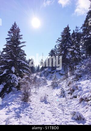 Scena d'inverno. Coperta di neve alberi sul pendio di una collina con un sentiero che conduce verso l'alto. Cielo azzurro e sole. Foto Stock