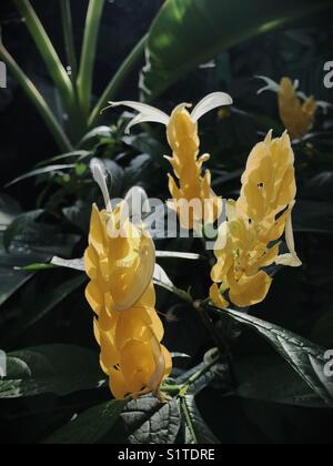 Fiori di colore giallo dorato impianti adibiti alla pesca di gamberetti. Foto Stock