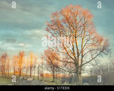 La luce del sole del mattino splende sugli alberi in un campo agricolo in Ontario, Canada Foto Stock