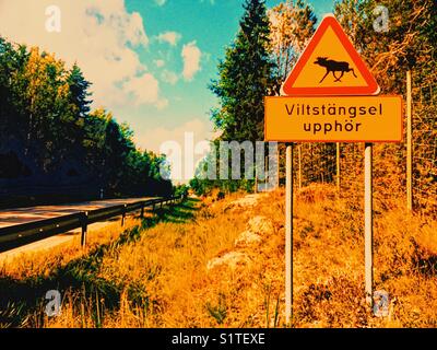 Segno svedese di segnalazione stradale che scherma per tenere gli animali selvatici fuori strada è terminato, Svezia e Scandinavia Foto Stock