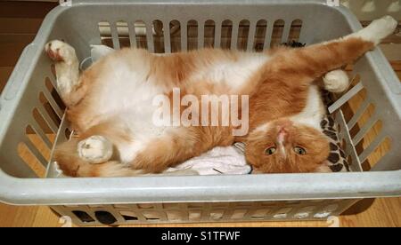 Gatto dello zenzero domestico in un cestello per lavaggio Foto Stock