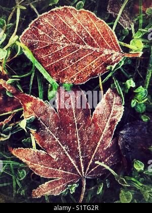 Frosty parte per terra, fredda mattina d'inverno Foto Stock