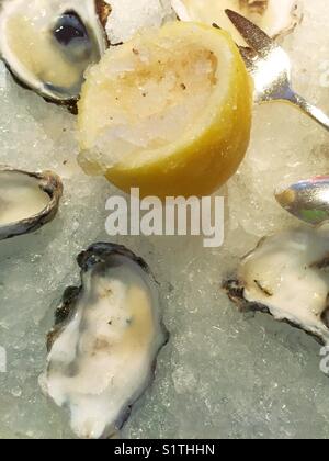 Piatto di appena sgusciati materie ostriche al raffinato ristorante di lusso a New York City, Stati Uniti d'America Foto Stock