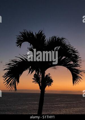 Palme sagomate contro il cielo del tramonto Foto Stock