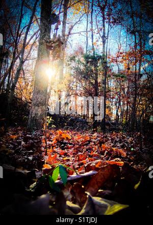 Foglie al coperto illuminate dal sole in autunno Foto Stock