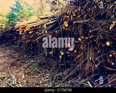 Pila di rami tritati di legna da ardere, Svezia, Scandinavia Foto Stock