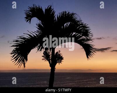 Palme sagomate contro un bellissimo cielo al tramonto Foto Stock