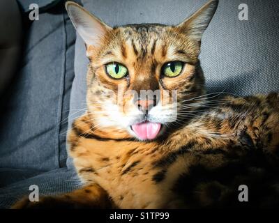 Un Gatto bengala attaccare fuori la sua lingua alla fotocamera. Foto Stock