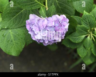 A forma di cuore lavanda/viola ortensia con spazio per il testo di seguito Foto Stock