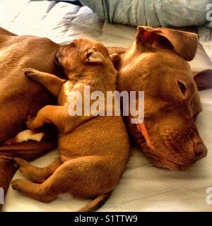 Il mio preferito ora : coccole con mia mamma Foto Stock