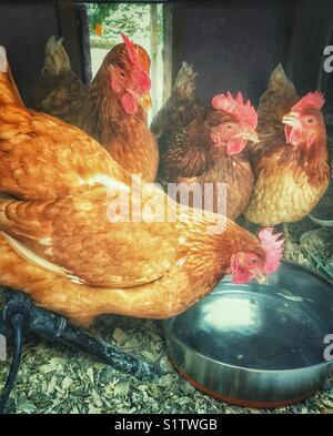Quattro le galline in un pollaio bere da una grande coppa metallica di acqua Foto Stock