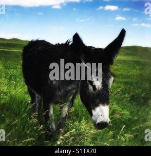 Camminare Burro nel Custer State Park... Foto Stock