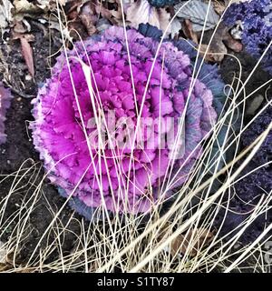 Inverno ornamentali, cavolo Brassica oleracea Foto Stock